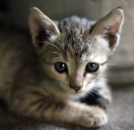 3425-cuddly-cute-kitten