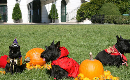 LB. Halloween Portraits of the Pets.