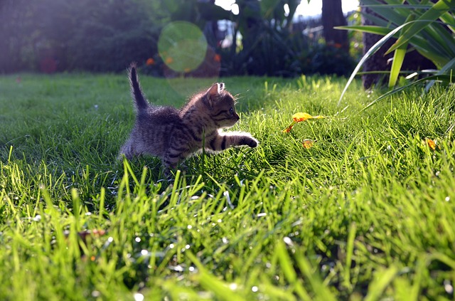 cat in grass _ bhlp
