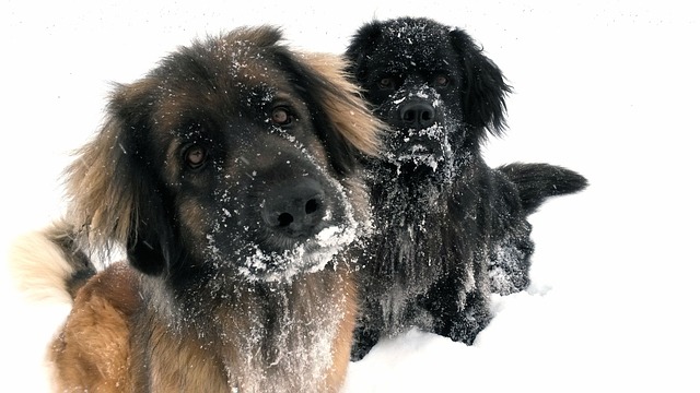 dogs in snow