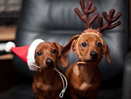holiday pups
